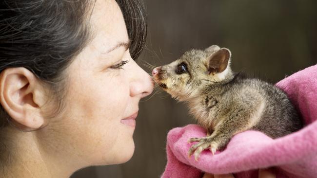 australian possum cute