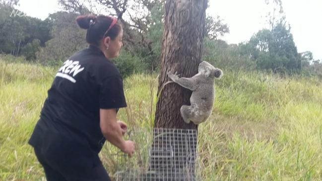 Mansfield koala returned to bush