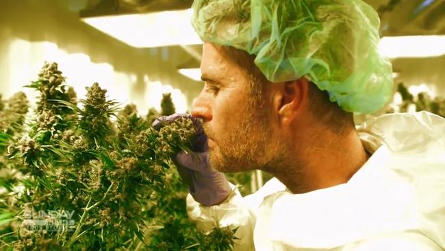 Pete Evans discusses on Sunday Night the Medical cannabis debate: Australians left in pain by expensive and limited access to drug.