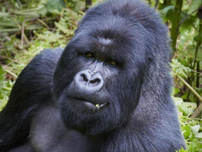 The critically endangered mountain gorilla found in the highlands of Rwanda and Uganda. Martin Willis photo.