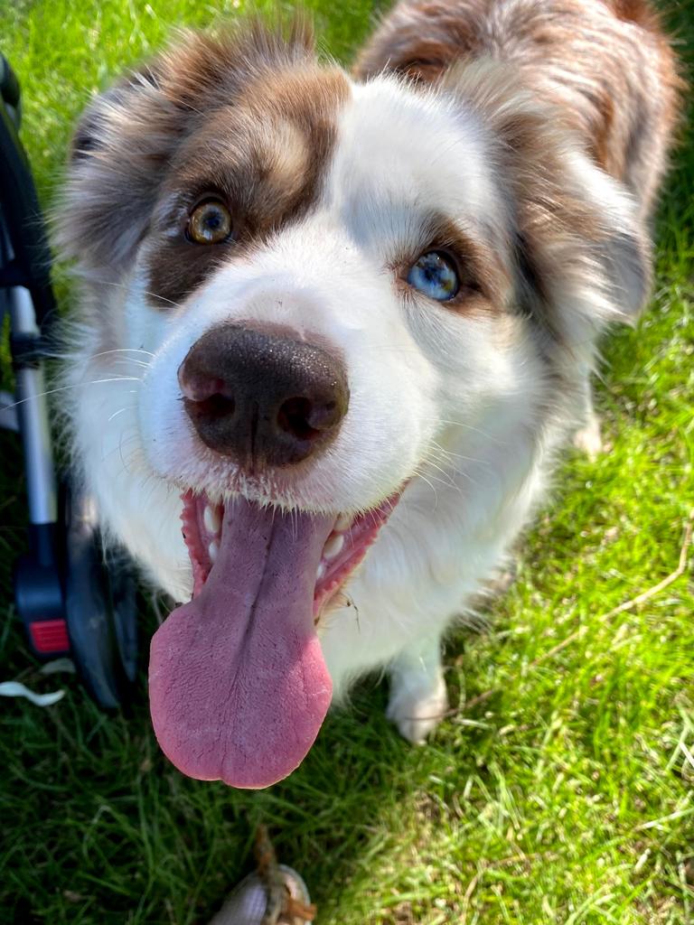 Cute dogs of Queensland | The Courier Mail