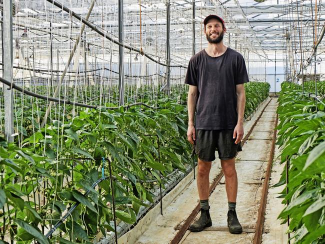 Zeke Zalsman of Zaldeesh Farms at Oldbury in Western Australia grows capsicums in high-tech greenhouses. Picture: VegetablesWA/Frances Andrijich