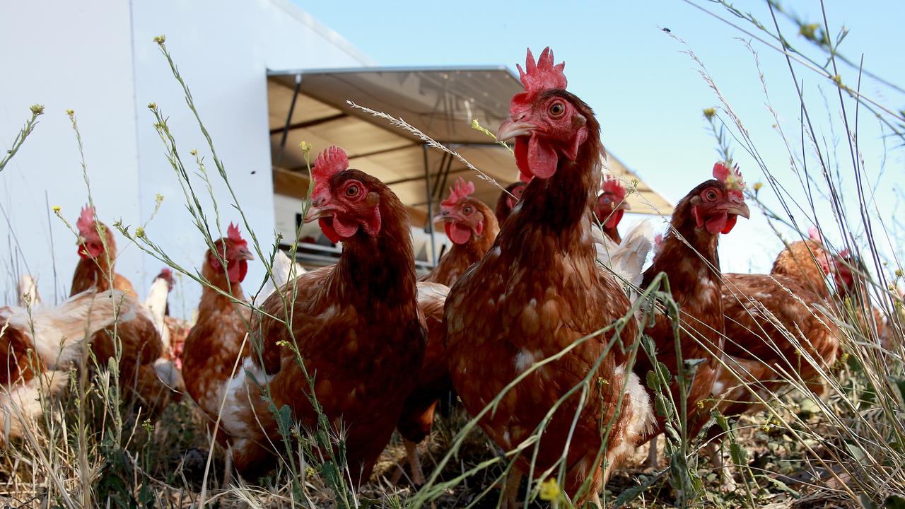 Chickens as pets: Best ones for you | The Advertiser