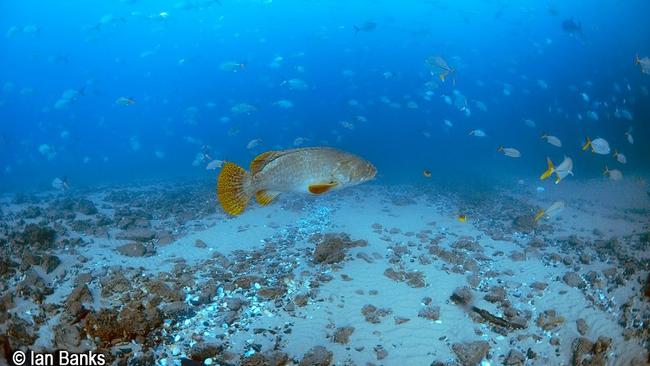 A groper fish spotted near the Gold Coast Seaway. Photo Ian Banks