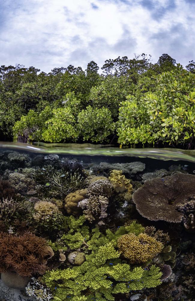 A lush and thriving mangrove forest grows atop a vibrant coral reef in Indonesia's Gam island - a split shot depicting two ecosystems that are vital for the health of our oceans. Picture: Brooke Pyke