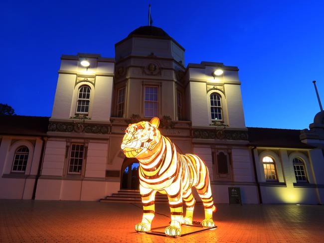 Taronga Zoo is involved with the Vivid Sydney festival. An illuminated tiger sculpture at the zoo. Picture: Christian Gilles