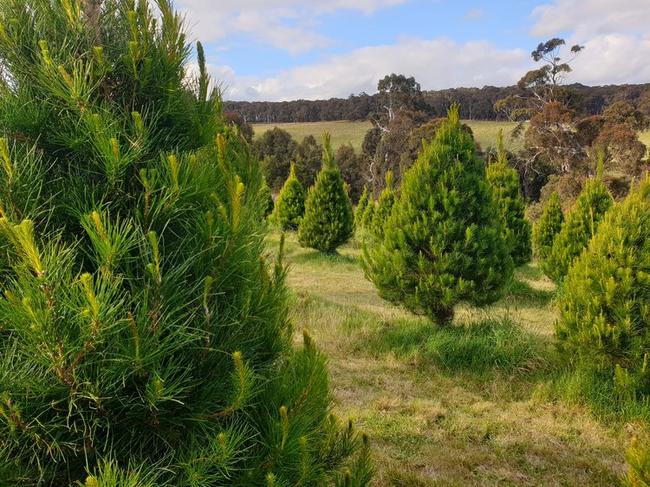 EMBARGO FOR TWAM 17 DECEMBER 2022. FEE MAY APPLY.  Spruced Christmas Tree Farm. Photo: Supplied