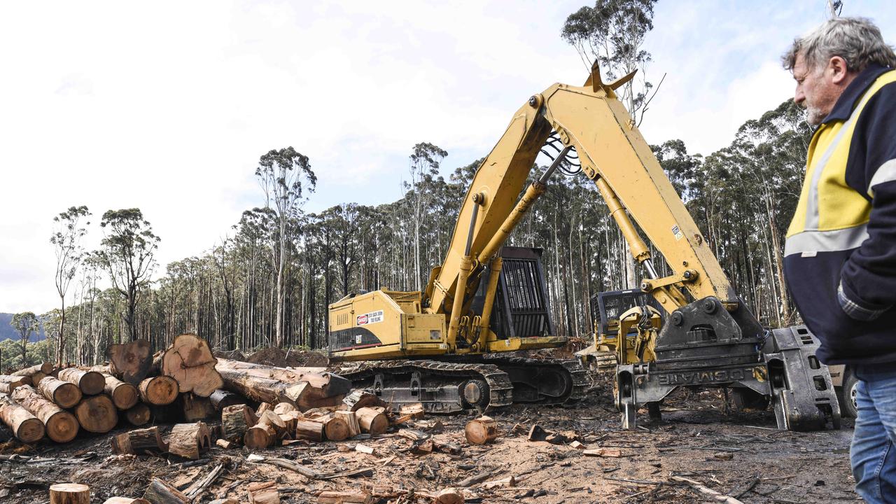 Native Forests Victoria: Logging To Resume After VicForests Wins Appeal ...