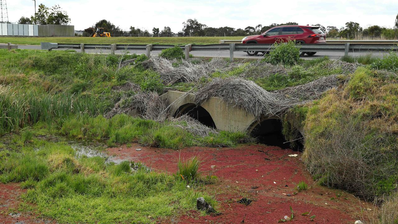 Algae and rubbish in the Waurn Ponds Creek where it goes under Rossack Drive. Picture: Alison Wynd