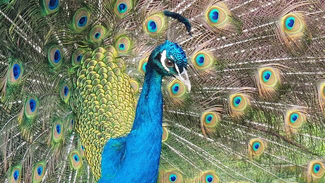 Kevin the peacock is missing from Inverleigh.