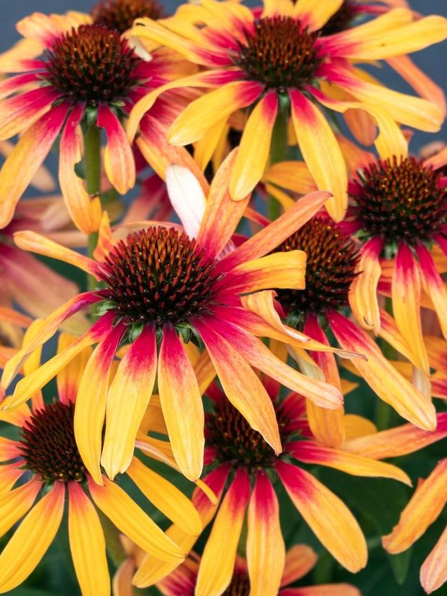 Echinacea ‘Tequila Sunrise’