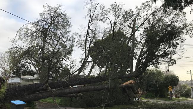 Carnage on Kaola St, Belgrave. Picture: Sharon McGowan