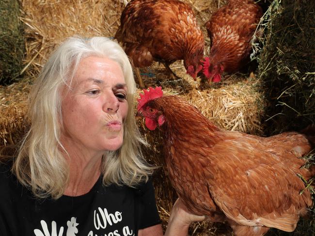 Who gives a cluck? Julie O'Shea, known as the 'crazy hen lady' , that's who. Julie is looking for other crazy cluckers  to look after former working hens like Ruby and her mates Toesey and Marbles, Lohmann Browns who have finished their time is professional egg layers. Picture Glenn Hampson