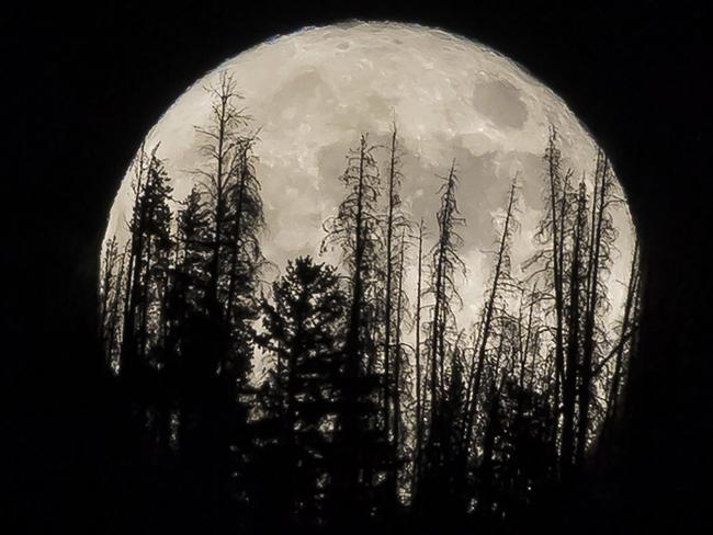 FILE - In this Nov. 14, 2016 file photo, evergreen trees are silhouetted on the mountain top as a supermoon rises over over the Dark Sky Community of Summit Sky Ranch in Silverthorne, Colo., Monday, Nov. 14, 2016. A supermoon will rise in the sky Tuesday evening, April 7, 2020, looking to be the biggest and brightest of the year.  Not only will the moon be closer to Earth than usual, it will also be a full moon.   (AP Photo/Jack Dempsey, File)