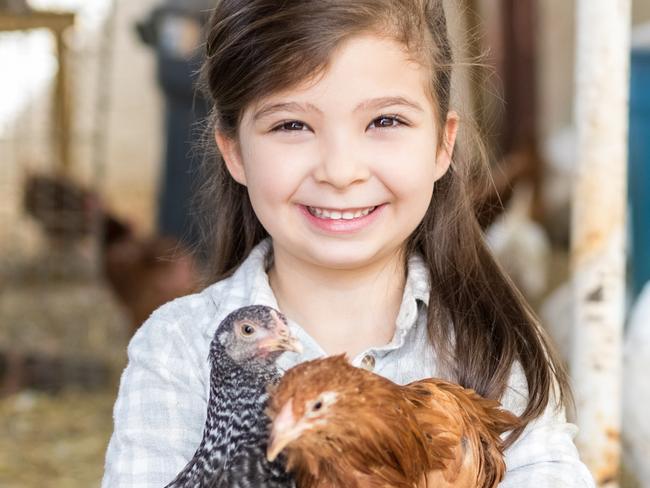 Why chickens make perfect pets