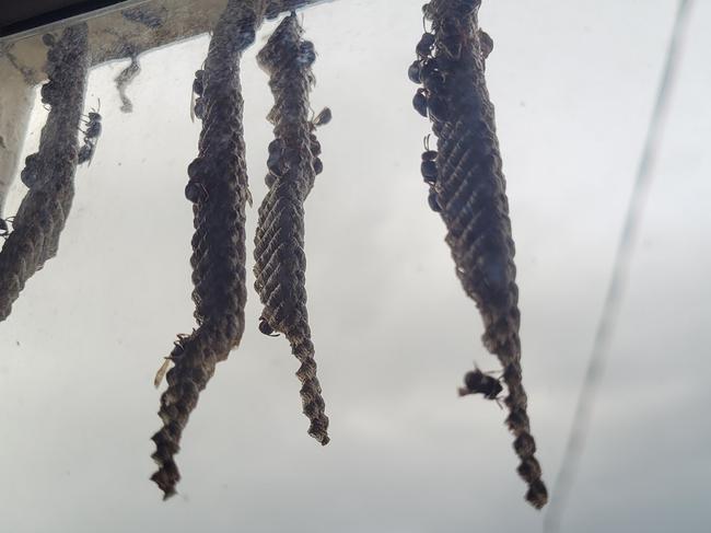 The wasps colonised Ms Shield’s window.