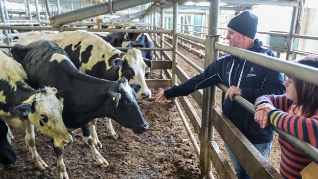 Shepparton Regional Saleyards, where farmers have had to sell their cows due to the rising costs of dairy farming. Picture: Alex Coppel