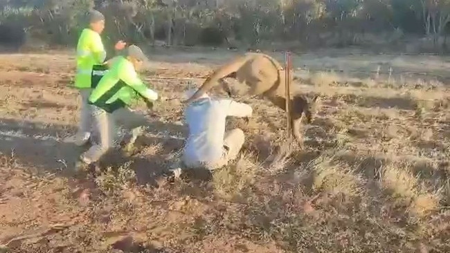 The beekeepers helped save the roo near Pinnaroo.