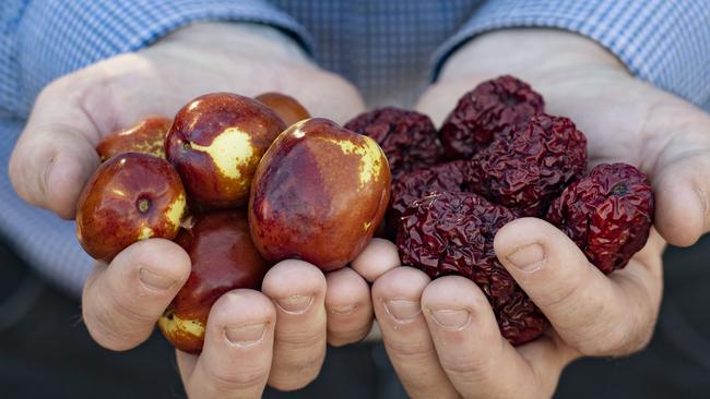 Seeka Orchards Jonathan Van Popering with fresh and dried Jujubes. Picture: Zoe Phillips