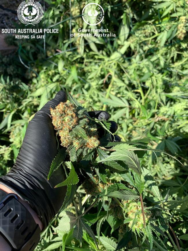 Officers could smell the crop as they went past the house. Picture: SA Police