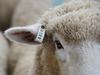 eID rollout must be harmonised