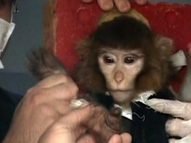 Monkey mission ... scientists in Iran surround a monkey ahead of a space launch on Jan. 28, 2013. Picture: AP