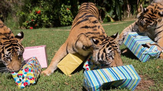 Dreamworld tigers Zakari and Javi celebrate their first birthday early over the weekend. Picture: Supplied