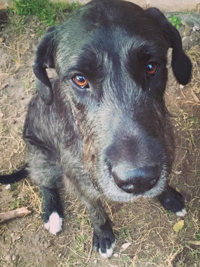 This is Ripley, a rescue from AWL. She is a gentle giant full of love, always resting her chin on your lap for pats. Her owner Amelia Nash says her best quirk is that she makes mooing noises in her sleep.