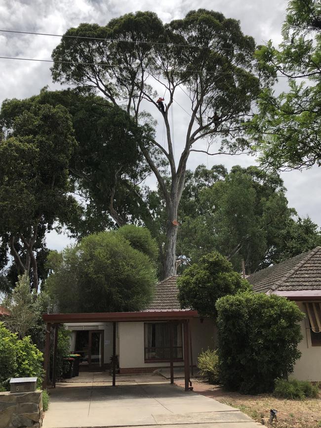 Work began on Wednesday to cut down the Hazelwood Park tree.