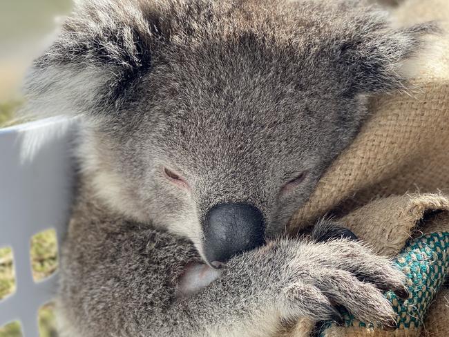 $24.6m commitment to protect koalas ‘step in the right direction’