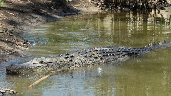 Dynamo escaped at Billabong Sanctuary on Saturday. Picture: Supplied.