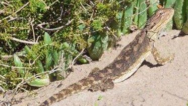 A lizard in the sand dunes at Tennyson. Picture: Supplied