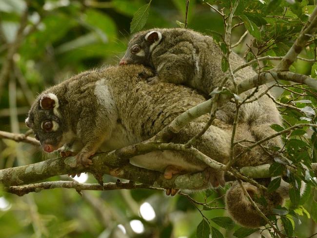 There are also fears for the local ringtailed possums. Picture: Peter Valentine