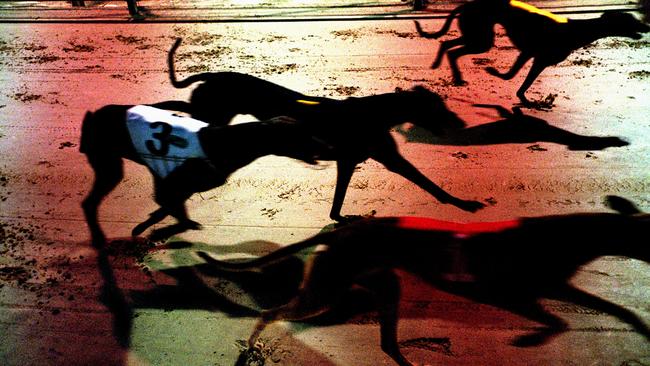 NSW Premier announced on Thursday that greyhound racing in NSW will be banned from July 1 next year.