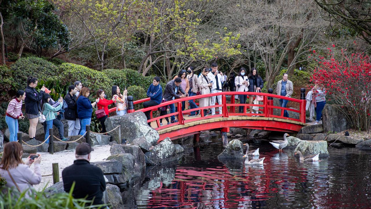 The Japanese Garden draws an even larger crowd when the cherry blossoms are in bloom. Picture: Christian Gilles