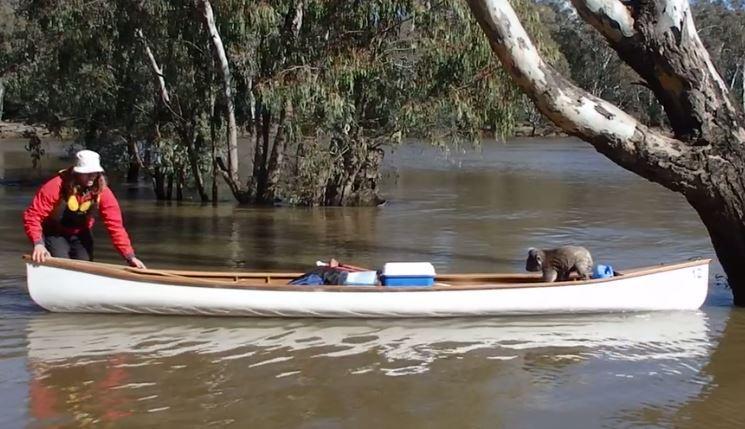 Students Use Canoe to Rescue Koala Stuck Up Tree in Rising River. Credit - Kirra Coventry via Storyful