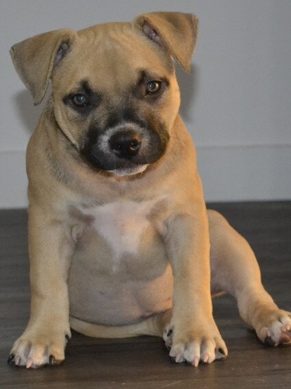 Xena (Zena), the warrior princess, also a pocket american bulldog, sent in by Evangeline Purdie, Woodville West.