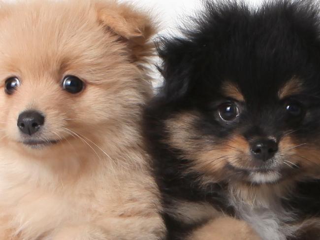 Adorable Pomeranian puppies in a cardboard box marked fragile.