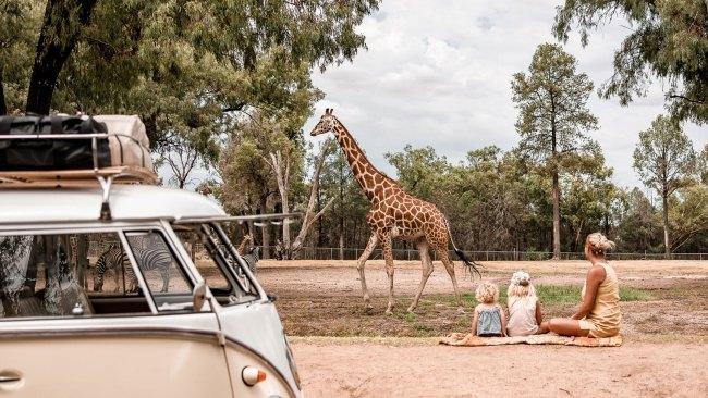 NSW 8-DAY PACKAGE $4568
Explore NSW on an eight-day roundtrip from Sydney discounted by 7.5 per cent and now from $4568 a person, twin share. Highlights include visits to the Royal Flying Doctor Service in Dubbo, CSIRO Parkes Radio Telescope Visitor’s Centre and a stay at Dubbo Zoo where you can wake up in the wild. Departures from April 13, 2022.
Bookings via globus.com.au
