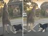 Video that Aussies loved has ended in tragedy