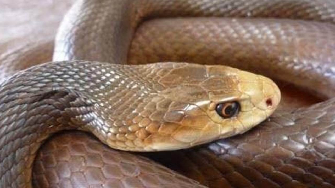 Snake bite: Victim taken to Kingaroy Hospital | The Chronicle