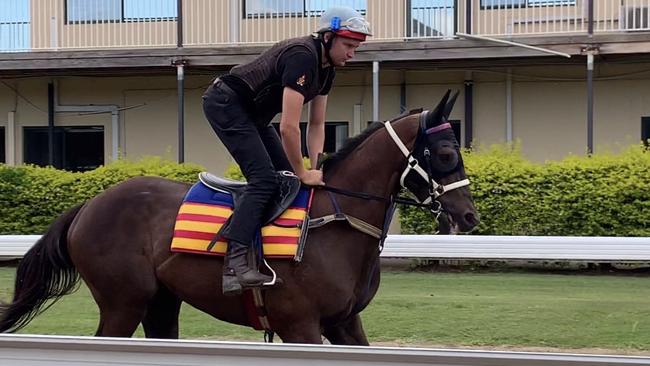 Gold Coast racehorse Aristograts. Photo: SUPPLIED