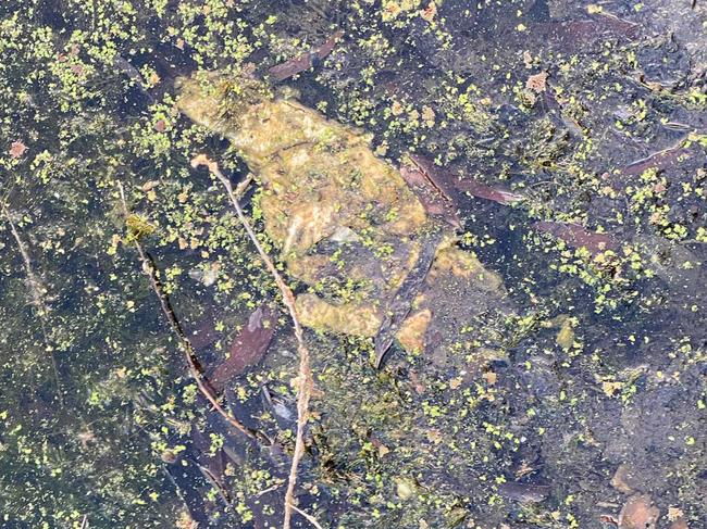 Several dead animals were allegedly found at Freshwater Lake in Idalia, near Springside Terrace, in Townsville on October 18. Picture: Jake Goldring/Snakefella Wildlife Rescue