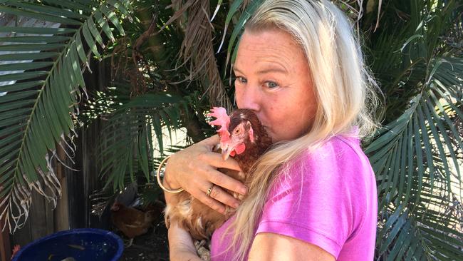 Freshwater Point sanctuary owner Linda Ashworth rescued 300 chickens from a battery farm and is now putting them up for adoption at $20 each. Picture: Contributed