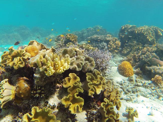 Climate change is the biggest threat to the Great Barrier Reef Marine Park. Picture: Brendan Radke.