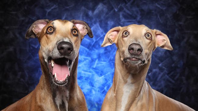 These two fellas are happy at the news / Picture: Larisa Volkova