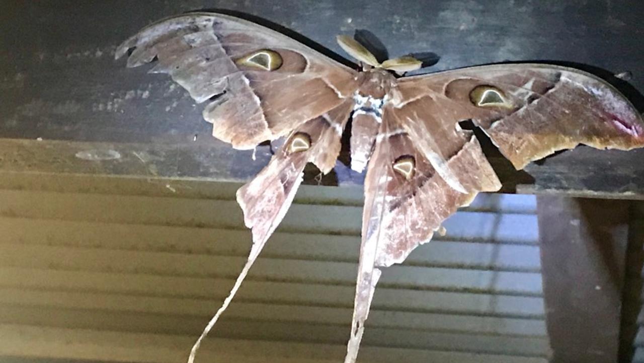 The Hercules Moth: The Moth That Doesn't Eat - Australian