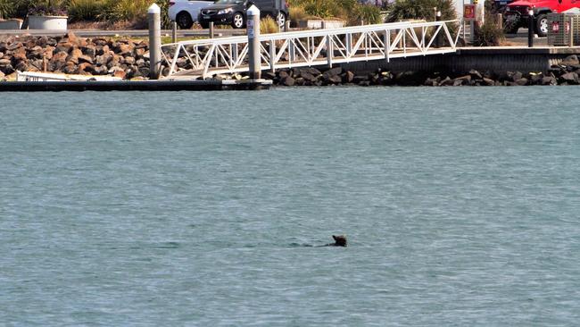 The wallaby is thought to have been in the water for about an hour. Picture: Bruce Colyer Facebook