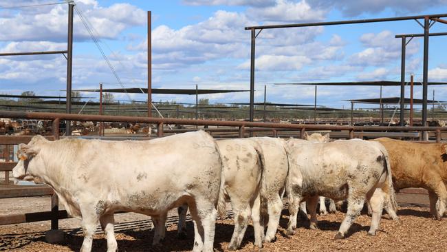 PRODUCERS’ PAIN: Palgrove CEO David Bondfield’s award-winning cattle may not get their time in the spotlight at this year’s Ekka.