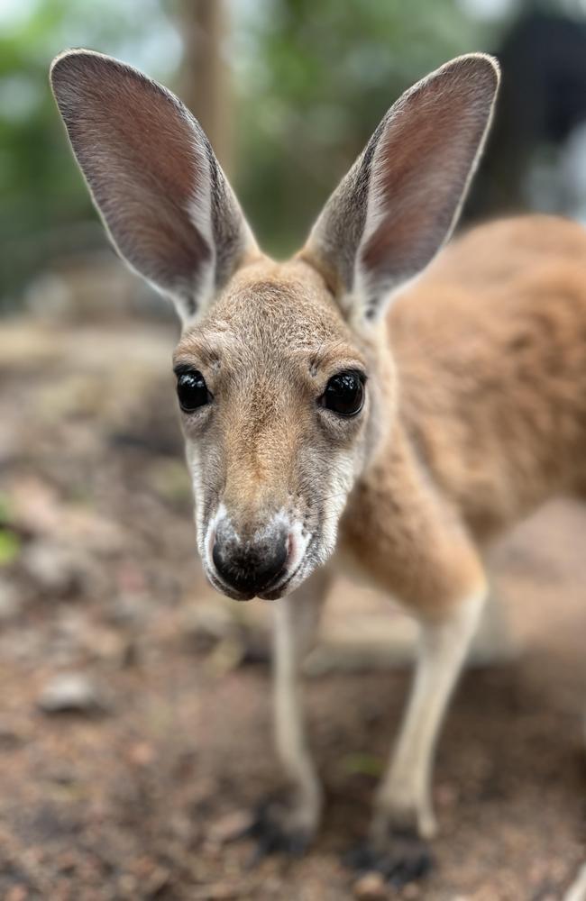 Billabong Sanctuary have named their two latest joeys after Pink's children, Willow and Jameson.